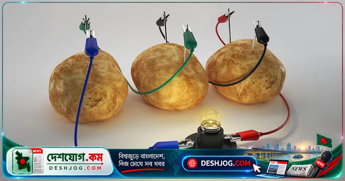 বিজ্ঞান মেলায় আলুর ব্যাটারি: কেন ফল-সবজি বিদ্যুৎ পরিবাহী হয়?