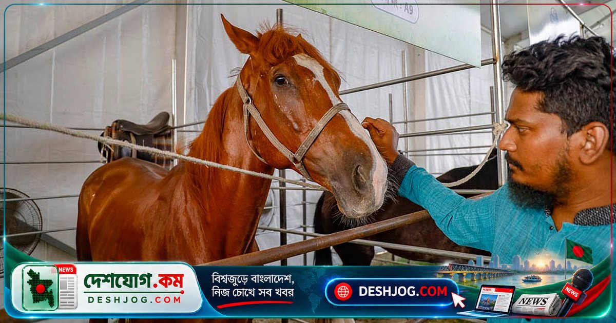 ঘোড়া কেন দাঁড়িয়ে ঘুমায়? বিজ্ঞানী ব্যাখ্যা দিয়েছেন বিবর্তনের গোপনীয়তা