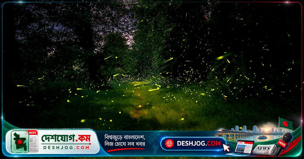জোনাকি পোকা কেন হারিয়ে যাচ্ছে? বিজ্ঞানীরা বলছেন এই কারণগুলো