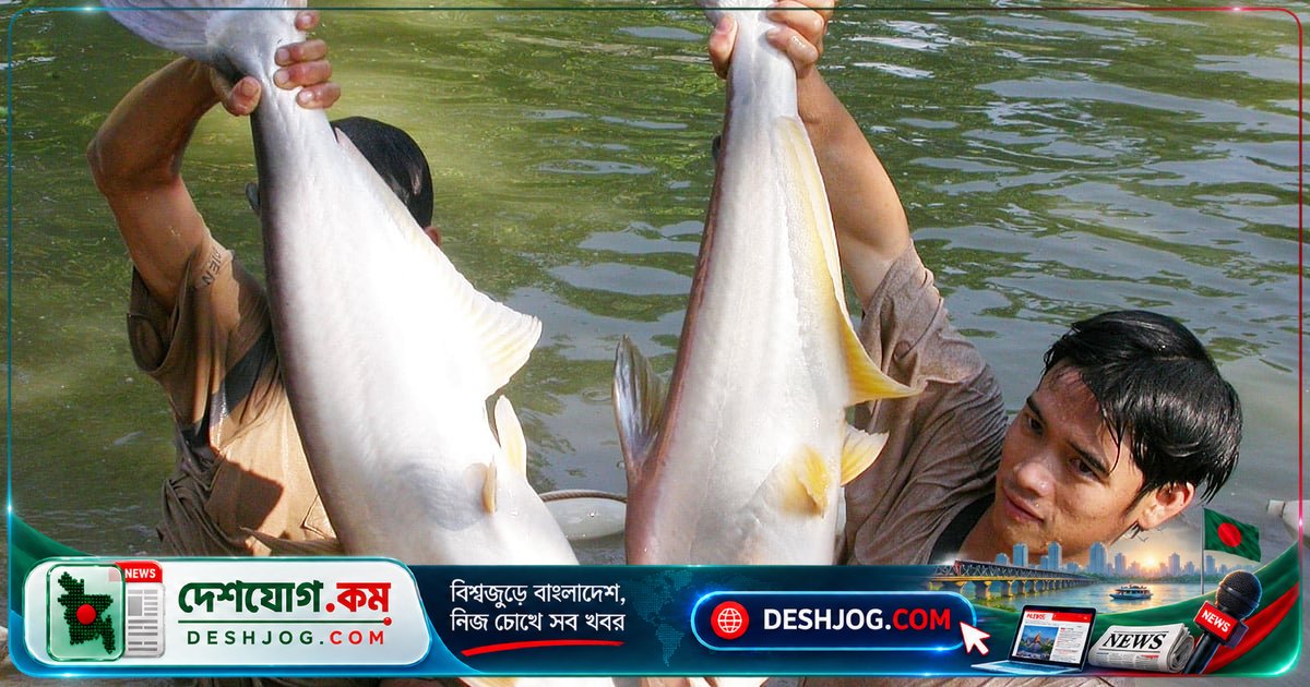 পাঙাশ মাছের গায়ে আঁশ না থাকার গোপন কারণ: বিজ্ঞানীরা জানায় কীভাবে বাঁচে মিউকাসের সুরক্ষা