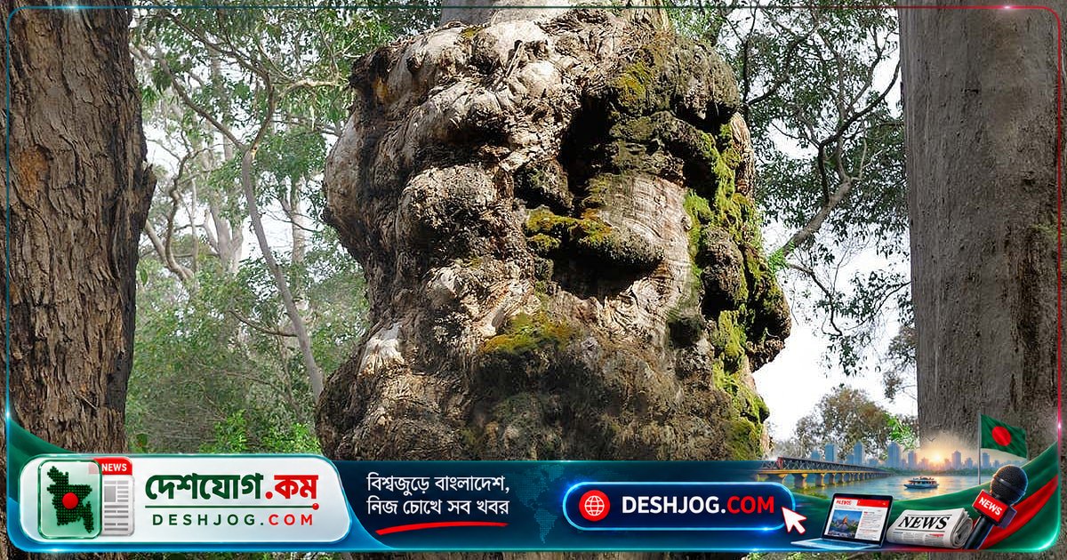 গাছে ক্যানসার হয় না কেন? বিজ্ঞানীরা বলছেন, এখানে মানুষের মতো টিউমার কোষের আচরণ নেই