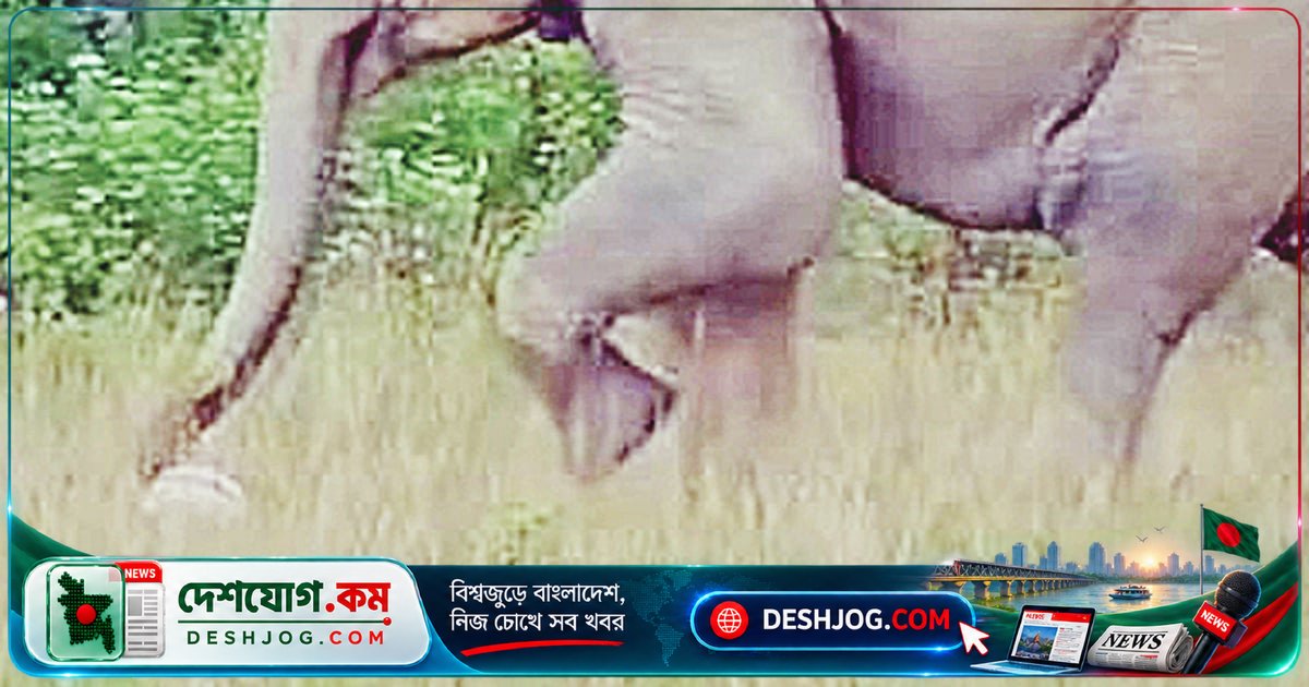 আসামের বুনো হাতি ফুটবল খেলায় জিতলো দর্শকদের মন! ভিডিও ভাইরাল হয়ে উঠলো সামাজিক যোগাযোগমাধ্যমে