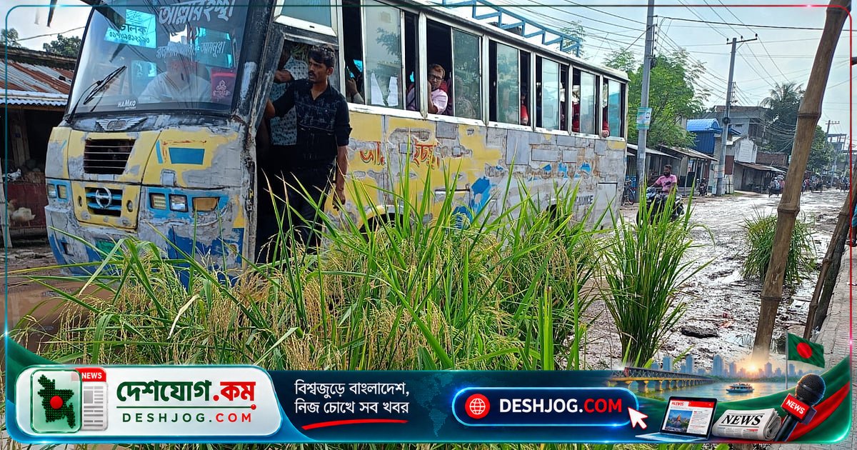 রাজশাহীর বেহাল সড়কে ঝরা ধানের চারা থেকে সৃষ্টির প্রতিবাদ: পাকা রাস্তা এখনো মেরামত হয়নি