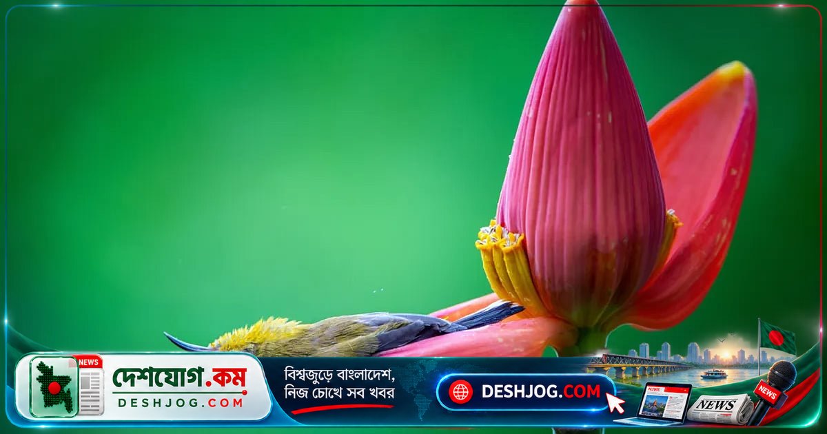 'নাইকন কমেডি ওয়াইল্ডলাইফ অ্যাওয়ার্ডস ২০২৬'-এ মজার ছবিতে ভোট দিয়ে জেতে যেতে পারে ৮০ হাজার টাকা