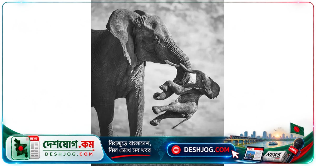 হৃদয়গ্রাহী হাতির ছবি জিতেছে ‘সেরা বন্যপ্রাণী আলোকচিত্র’ পুরস্কার: বাংলাদেশিও বিজয়ী