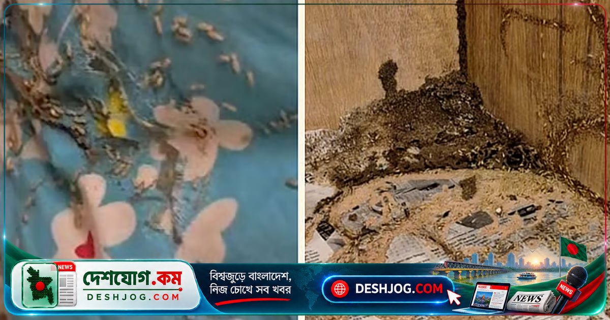 উইপোকা-প্রদূষিত কক্ষে বিরোধীদলীয় উপনেতা ত্যাগ: কর্মচারীদের নোটিশ ও সার্কিট হাউসের নতুন ব্যবস্থা