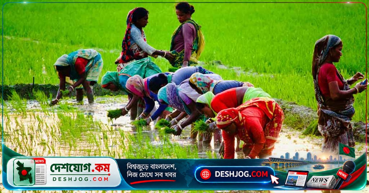 হাওরে নারী কৃষিকাজে বেশি পরিশ্রম, পুরুষের অর্ধেক মজুরি পেয়ে সংসার চালায় সংগ্রামী মায়েরা