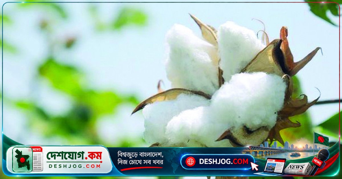 বিশ্ব তুলো দিবসে বাংলাদেশ: ৪০তম উৎপাদক, দ্বিতীয় আমদানিকারক দেশে রপ্তানির কাঁচামালের চাহিদা মেটাতে ৯৭% আমদানি!