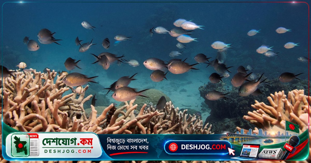 বিশ্বের ৯৬% গভীরতা-উপরের সঙ্কটাপন্ন করাল রিফ ২০৭৫ সালের মধ্যে সম্পূর্ণ ধ্বংসের ঝুঁকিতে: আইইউসিএন সতর্কতা
