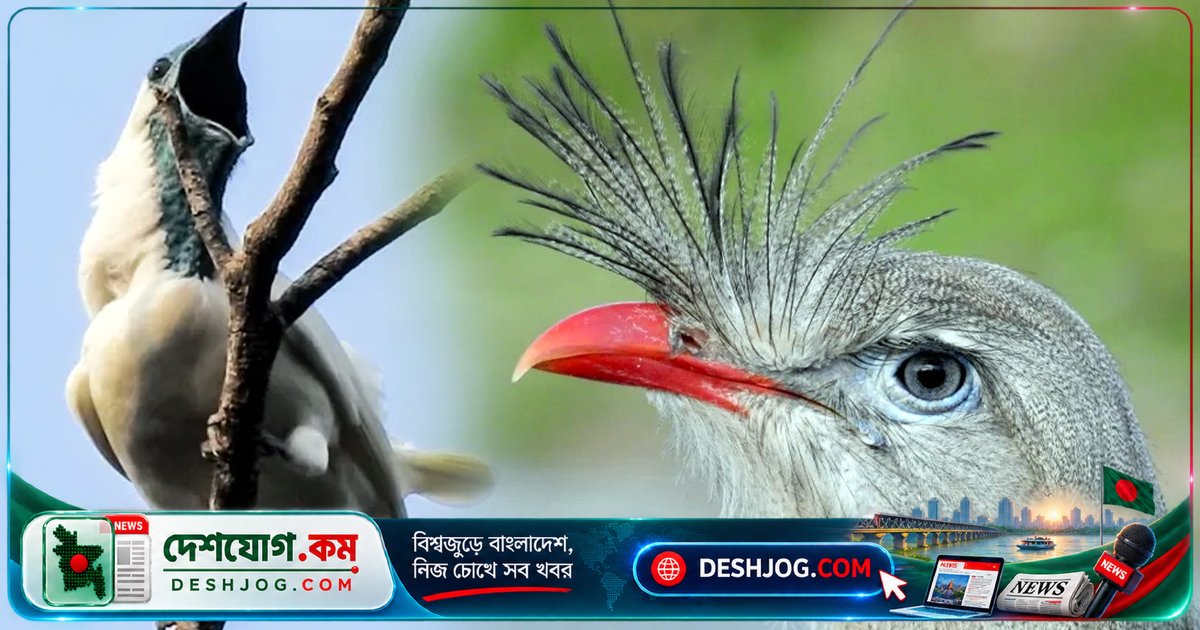 বিশ্বের সবচেয়ে জোরালো ডাকের রেকর্ড ভেঙ্গে দিয়েছে দুটি পাখি: বিজ্ঞানীরা আবিষ্কার করেছেন ১৩১ ডেসিবেলের শব্দ!