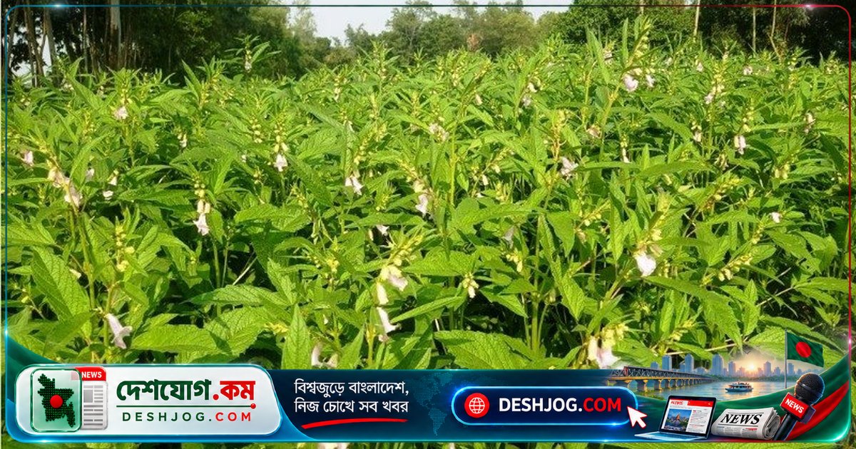 যমুনা নদীর চরাঞ্চলে তিল চাষে কৃষকদের নতুন আশা: লক্ষ্যমাত্রা ছাড়িয়ে ৫০০ হেক্টর জমিতে চাষ