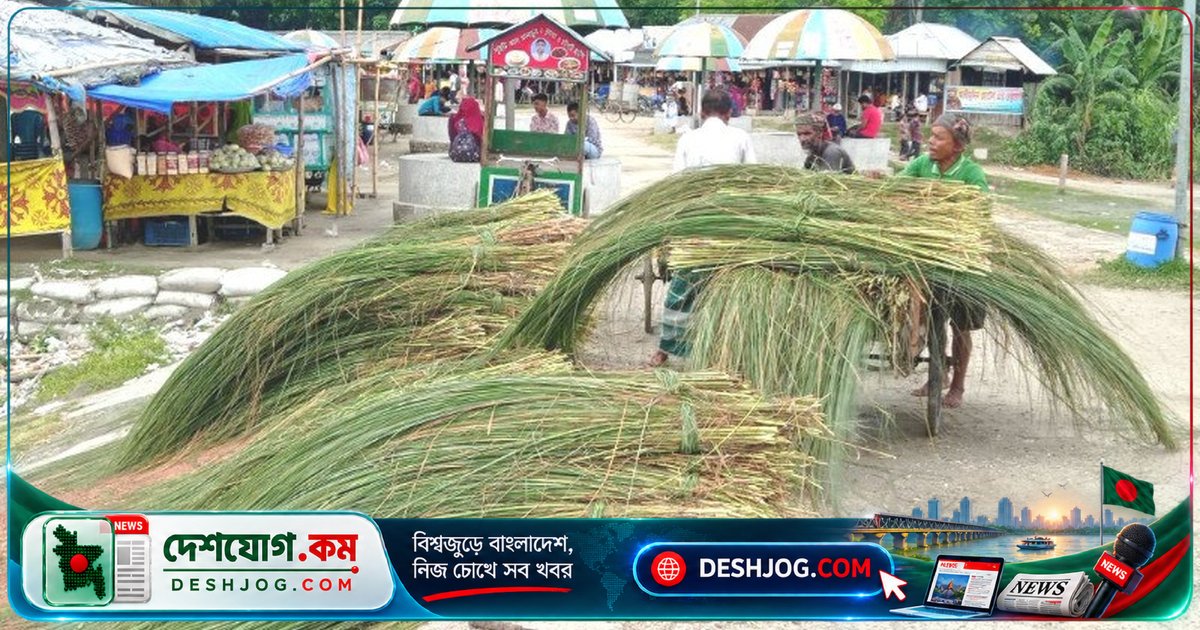 যমুনা নদীর চরাঞ্চলে ঘাস বিক্রি করে জীবিকা নির্বাহ করছে হাজারো পরিবার