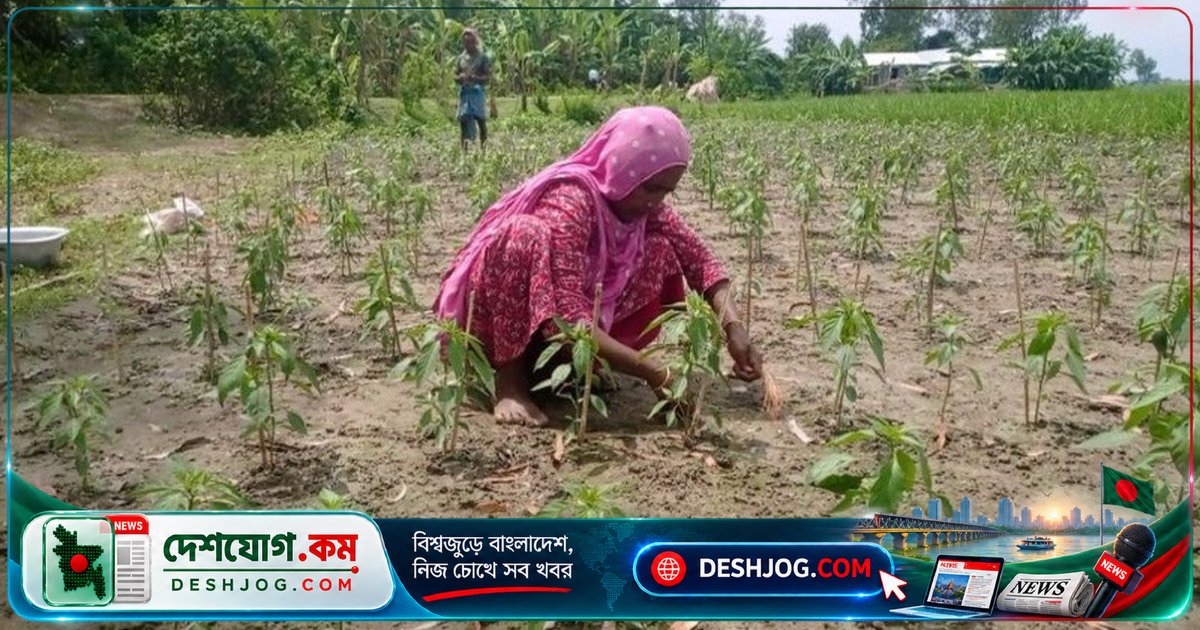 যমুনার চরে সংগ্রামী নারীদের জীবনের কাহিনী: সিরাজগঞ্জের অসহায় সংসার