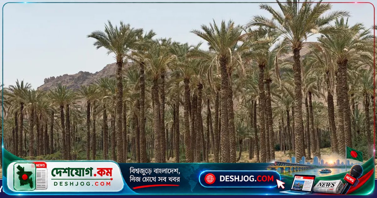 ইয়েমেনের হাজরে খেজুর চাষিদের জীবিকার অবলম্বন, যুদ্ধজর্জরিত অঞ্চলে অর্থনৈতিক সুযোগের অভাব
