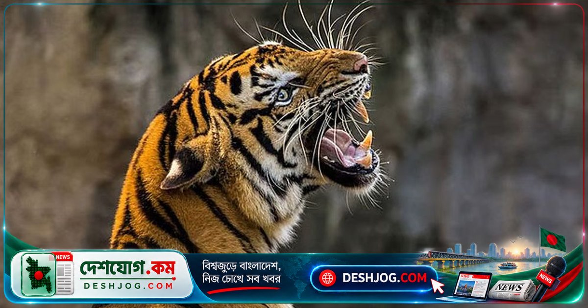 ইংল্যান্ডের বন্যপ্রাণী পার্কে বাঘের হামলায় মারা যান এক দর্শনার্থী