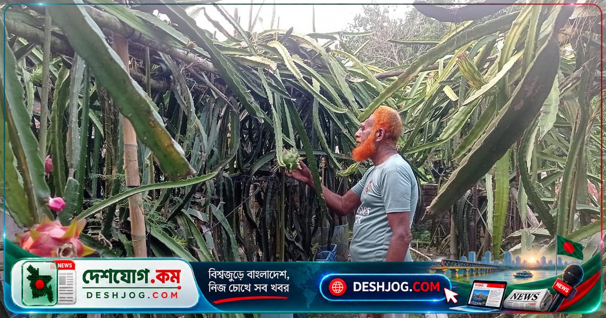 ইউটিউব টিউটোরিয়াল থেকে শিখে ছাদবাগানে ড্রাগন চাষে লাখ টাকা আয়: মতলবের কৃষক আবু হানিফের সফলতা গল্প