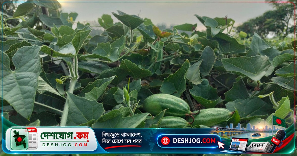 পাহাড়ি মাটিরাঙ্গায় ইউটিউব ভিডিও দেখে পটল চাষ শুরু করে আনোয়ার, সফলতা দেখে এলাকার কৃষকরা আগ্রহী